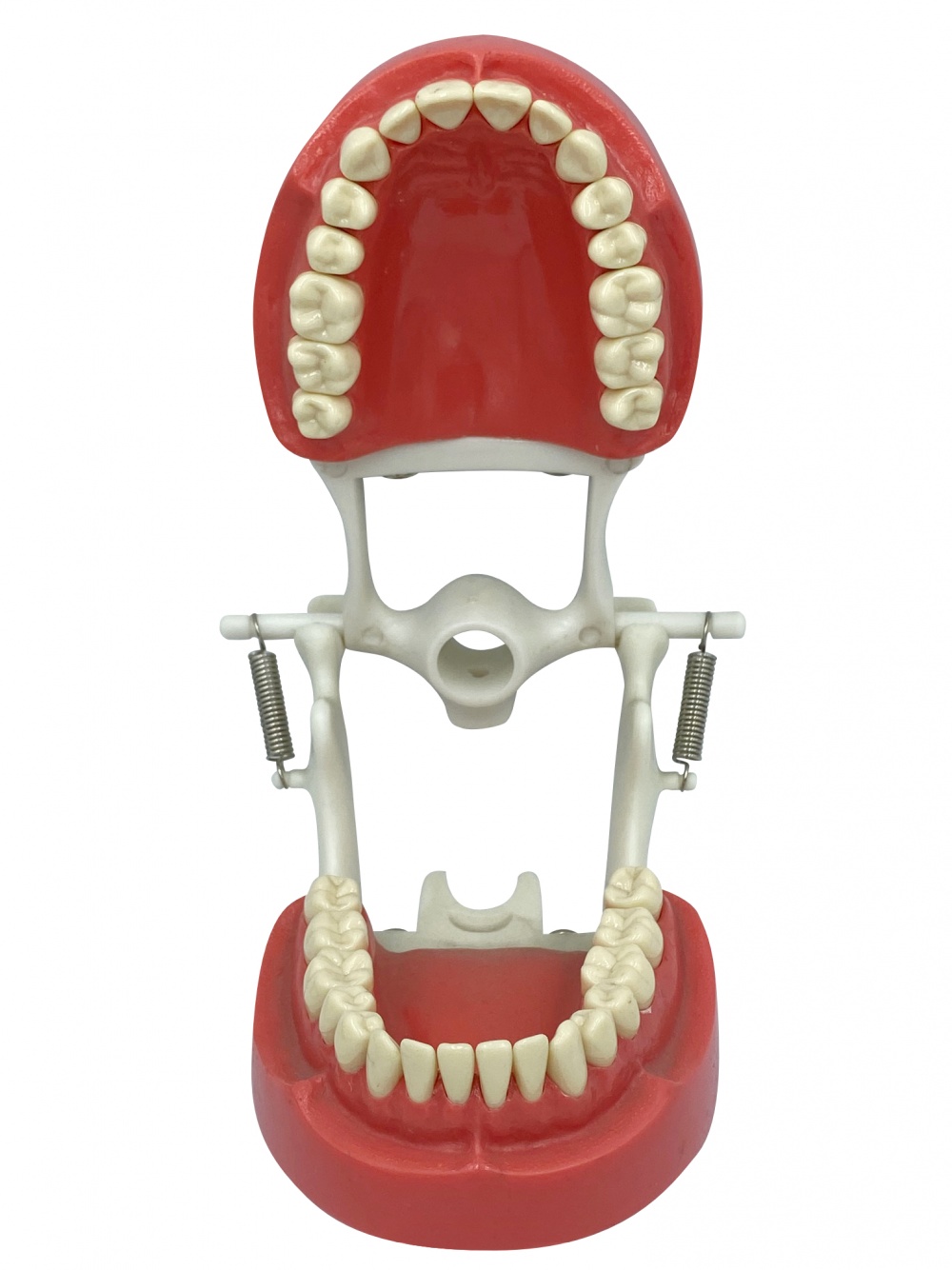 картинка Модель учебная 32 зуба винтовая от Клио