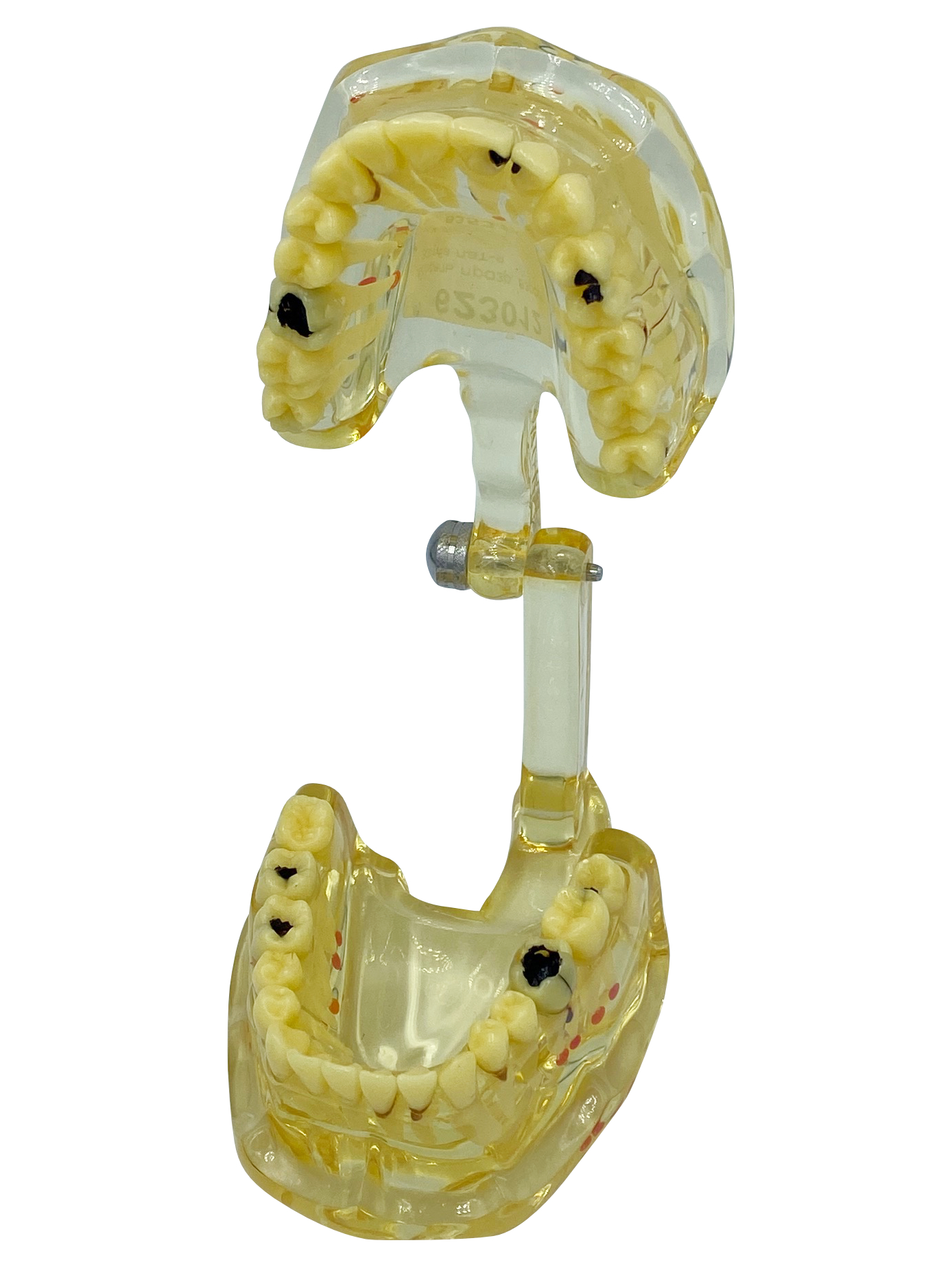картинка Модель прозрачная взрослая 32 зуба от Клио