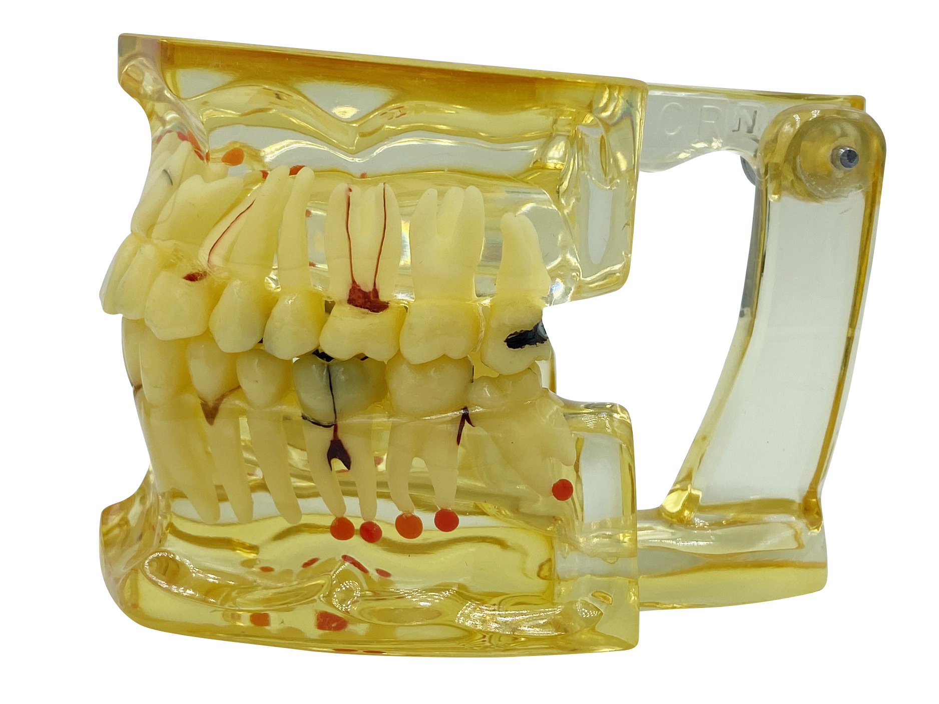 картинка Модель прозрачная взрослая 32 зуба от Клио