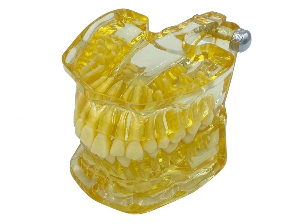 картинка Модель прозрачная 32 зуба от Клио